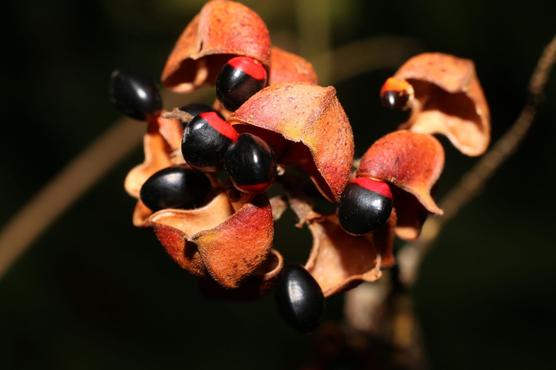 Rhynchosia 3