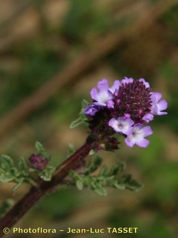 Verbena prostrata 4