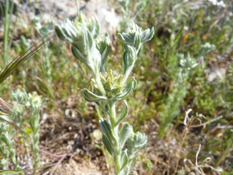 Bambagia spatolata 10