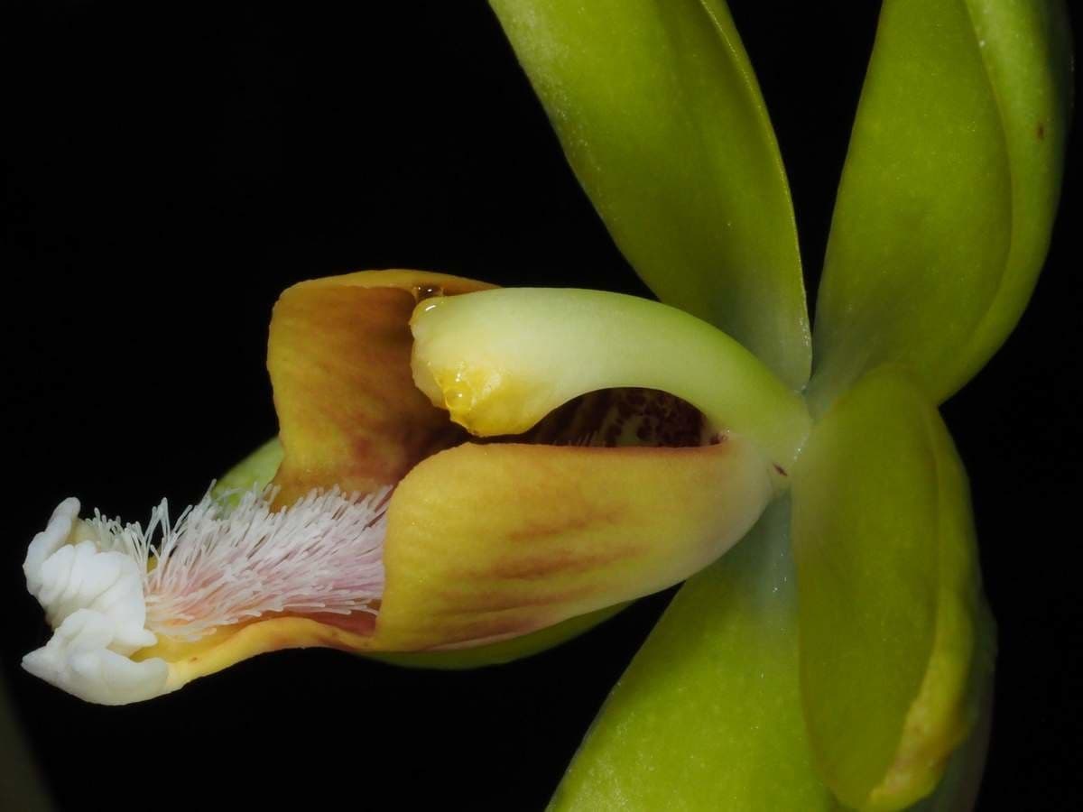 Clematepistephium 3