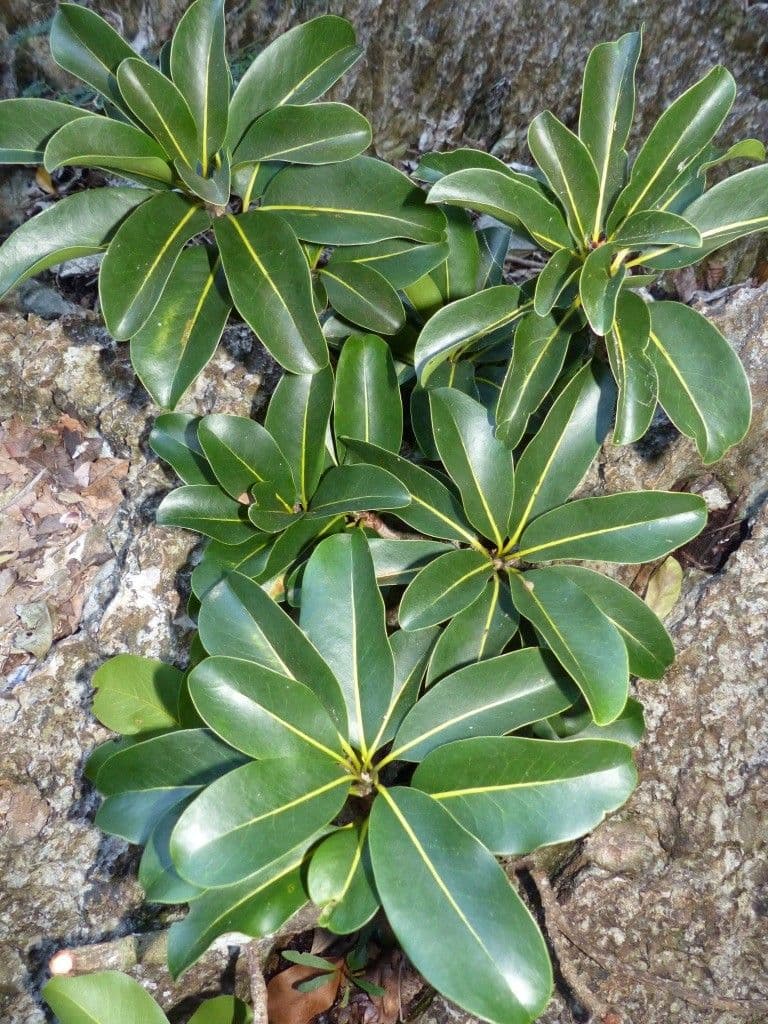Pichonia 8