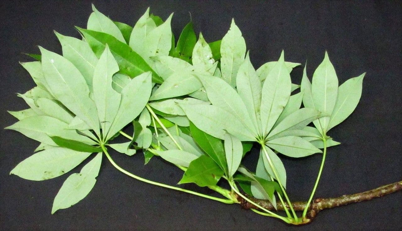 Spirotheca 27