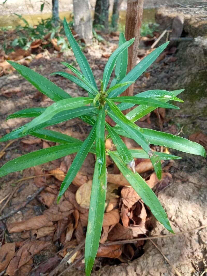 Dracena 14