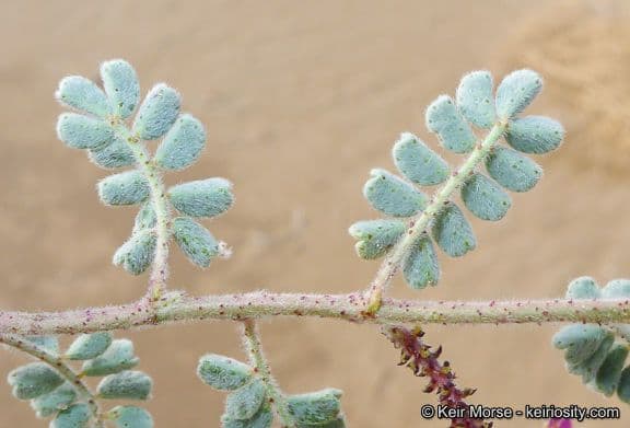 Dalea mollis 12