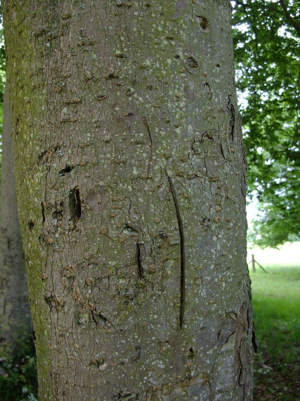 Ippocastano giallo 25