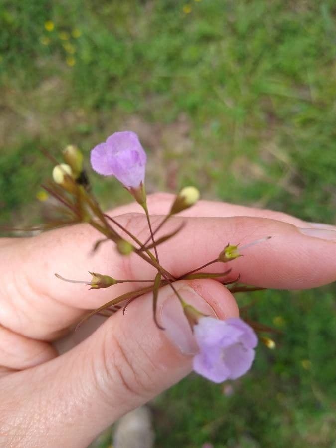 Schmalblättriges Gauklerblümchen 3