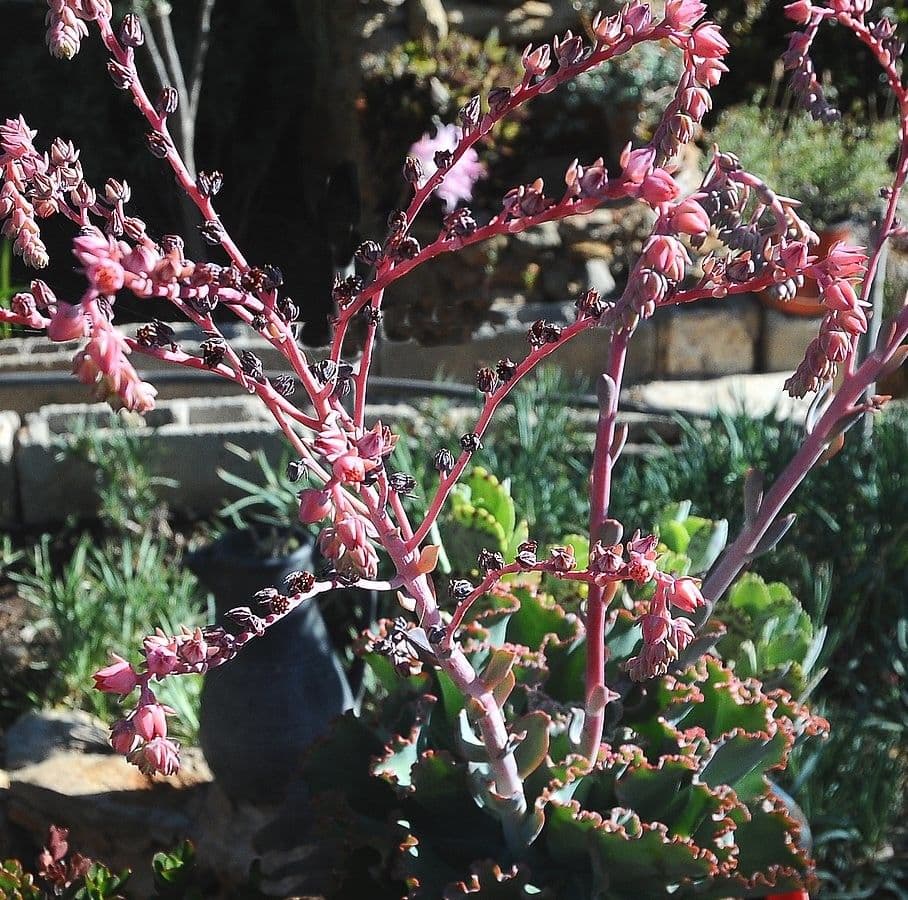 Echeveria 20