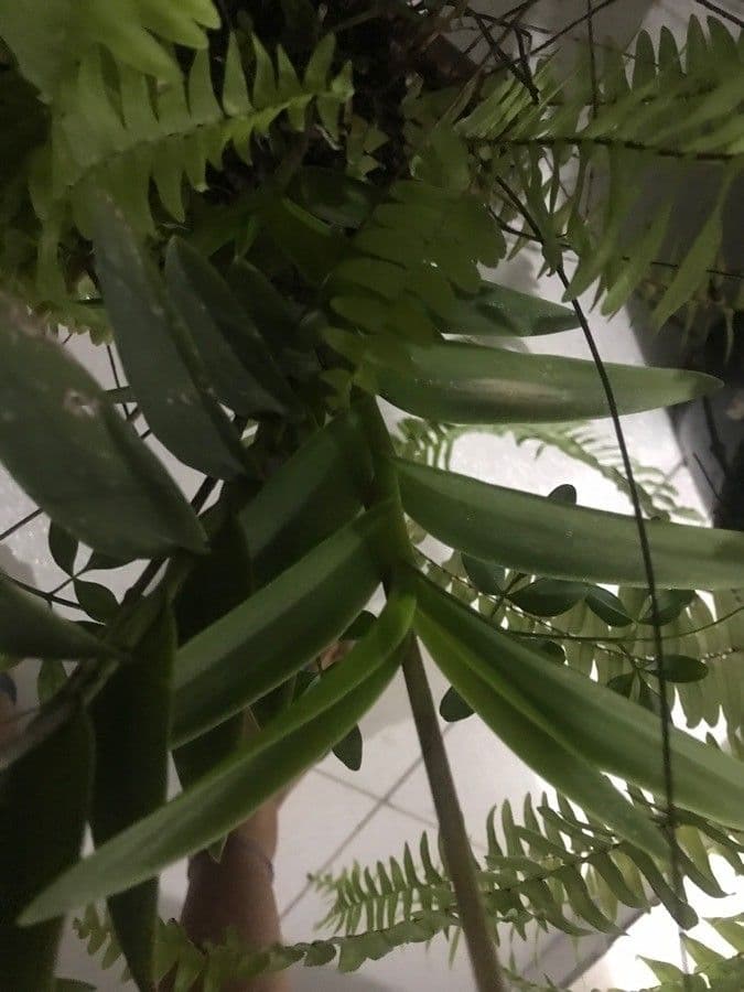 Epidendrum ibaguense 13