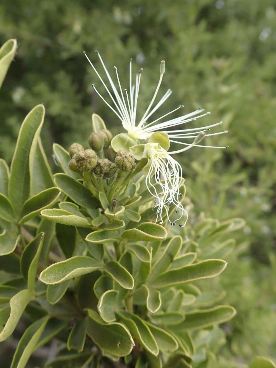 Maerua triphylla 14