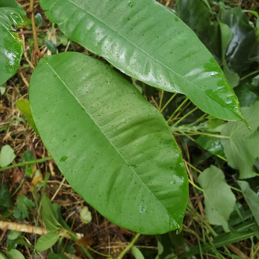 Durian 2