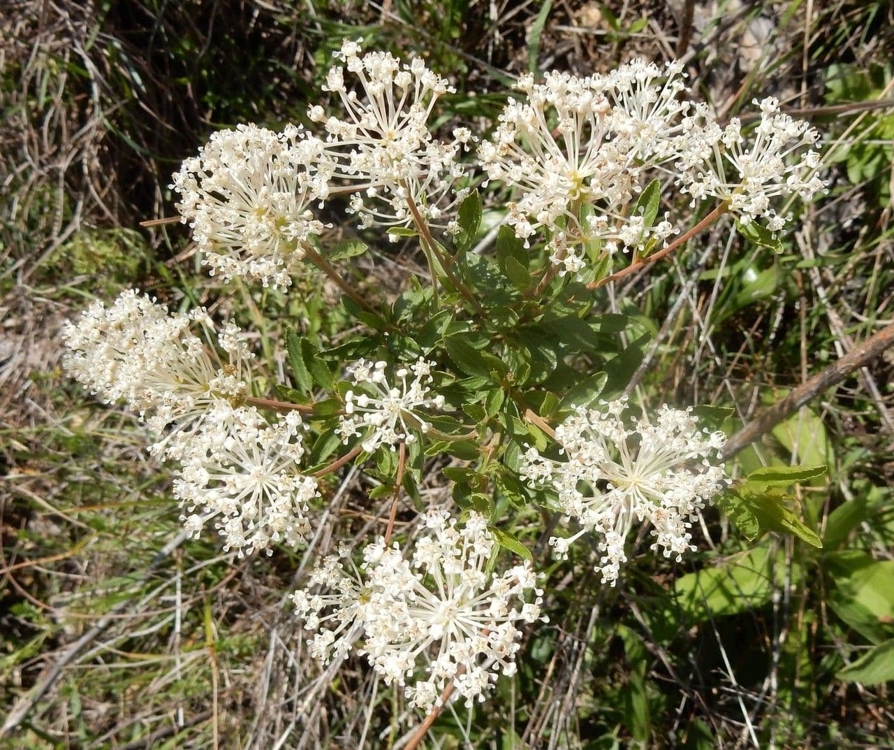 Ceanothus bylinný 10