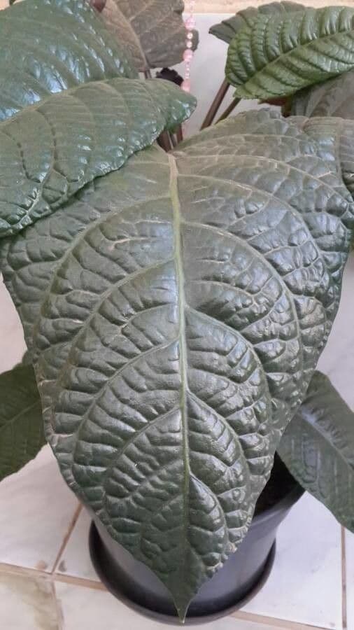 Dorstenia alta 6