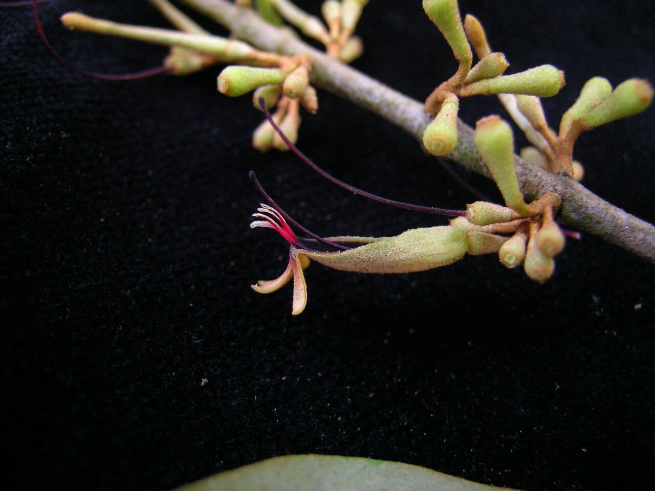 Scurrula parasitica 6
