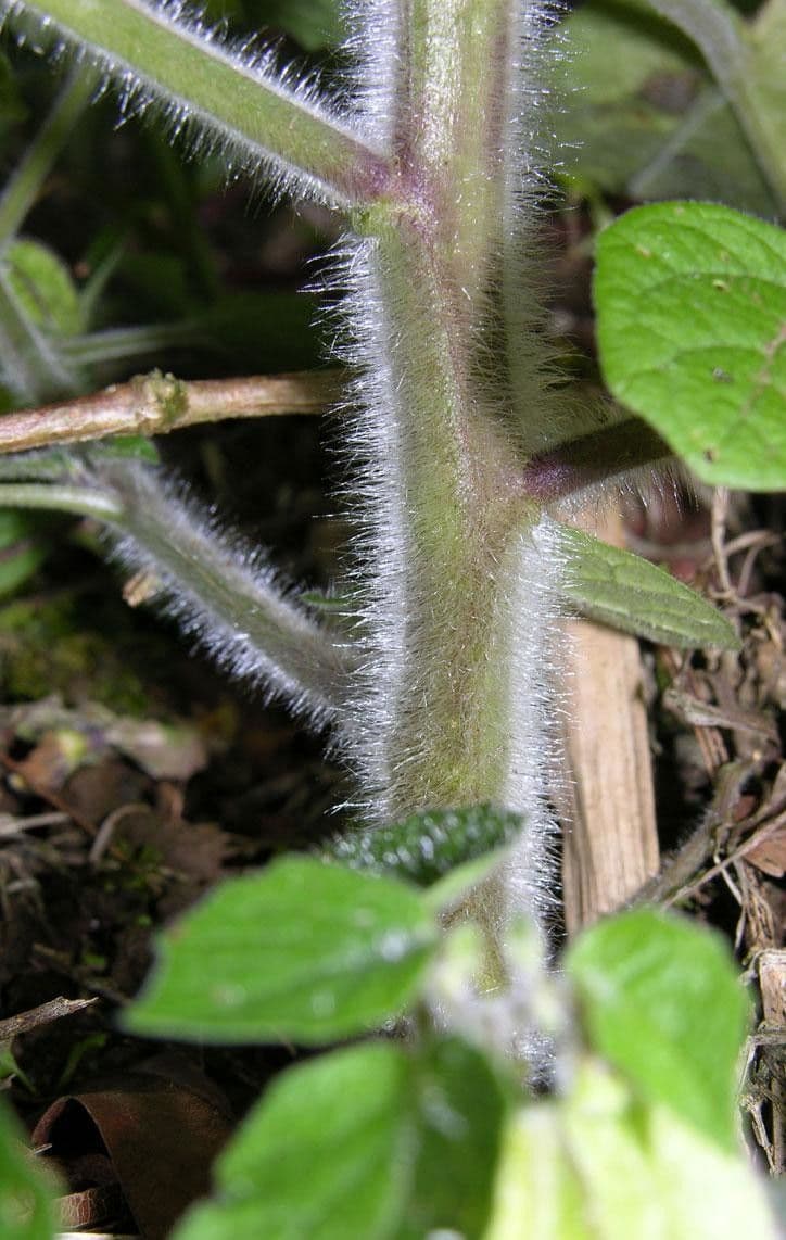 Physalis pubescent 22