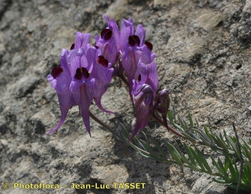 Linaria verticillata 16