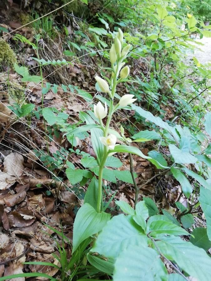 Cefalantera pallida 30