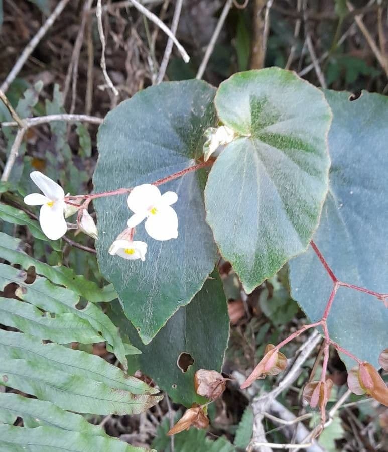 Begonia 2