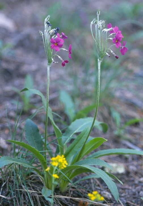 Primula di Rusby 2