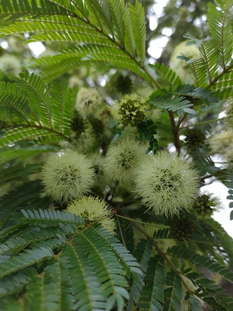 Albizia carbonaria 9