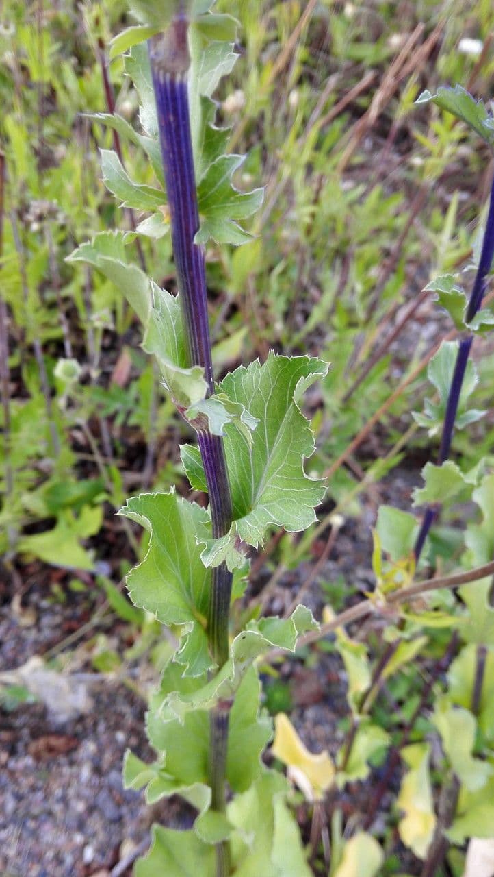 Edeldistel 18