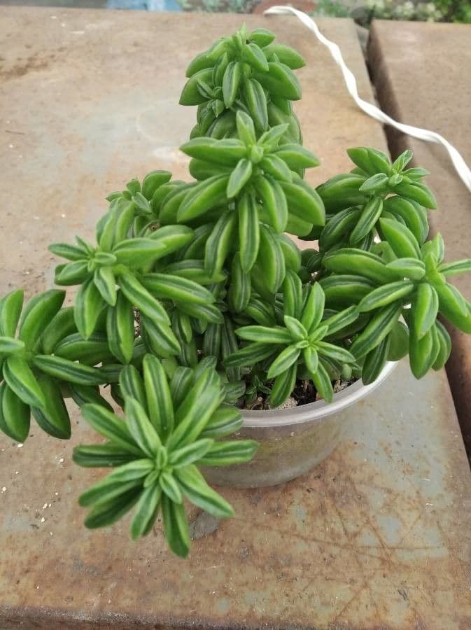Peperomia 11