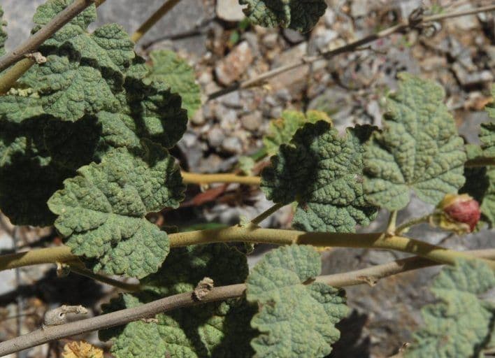 Sphaeralcea 9