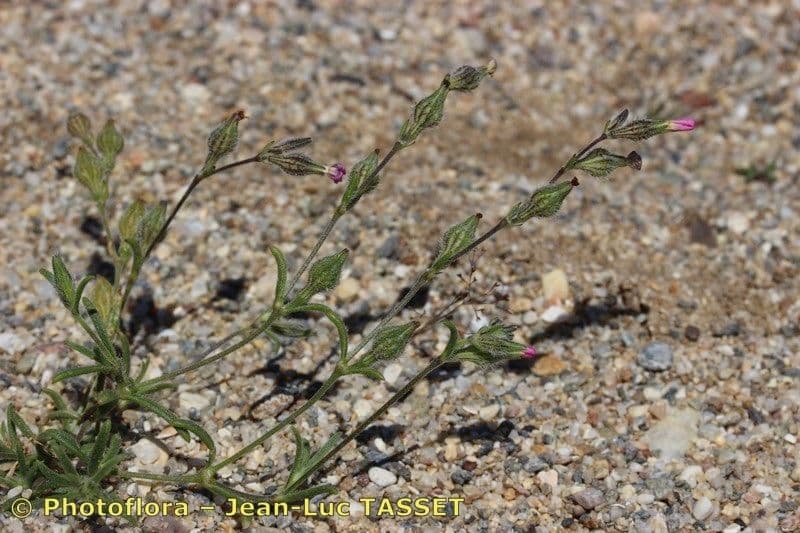 Silene 9