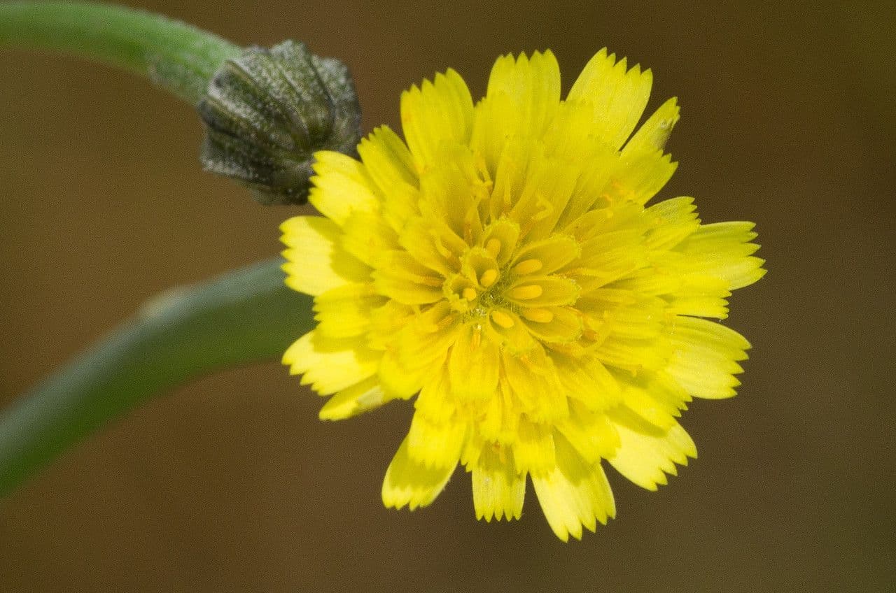 Arnoseris 3