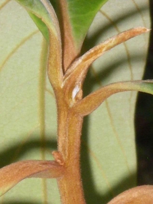 Ocotea 9
