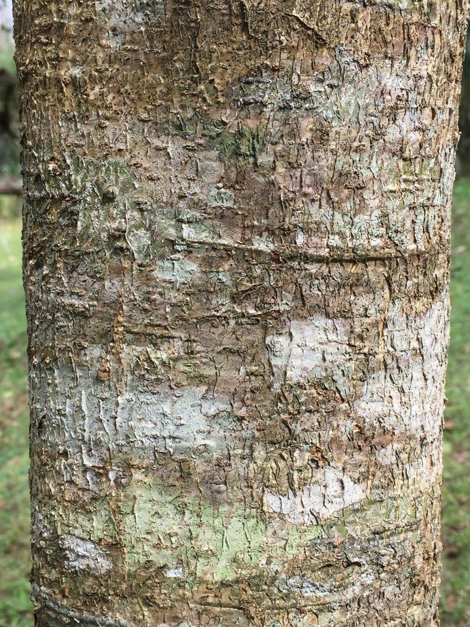 Quercia 8
