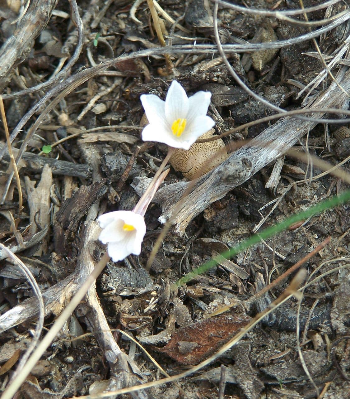 Acis autunnale 6