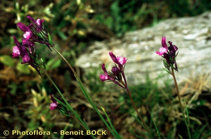 Lenec pelisseriana 21
