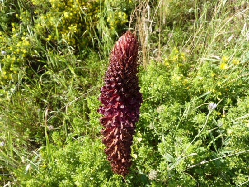 Orobanche sanguigna