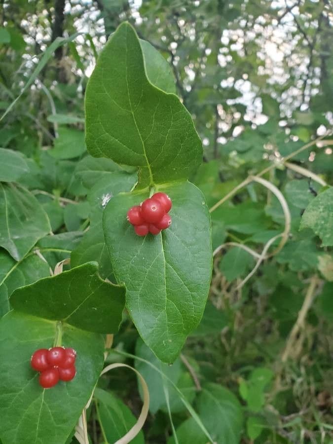 Caprifoglio dioico 18