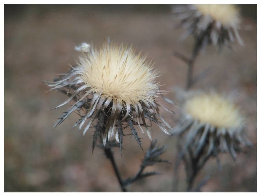 Carlina comune 2
