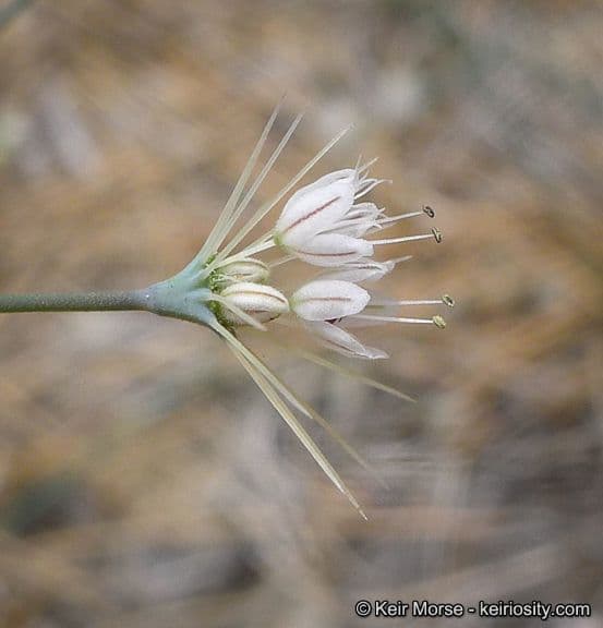 Acanthoscyphus parishii 3
