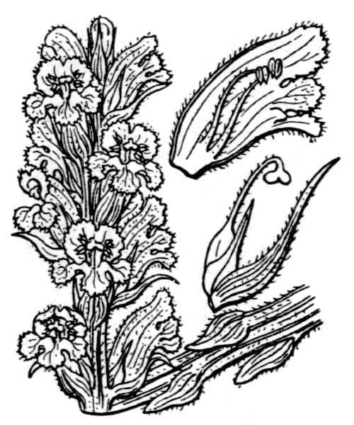 Orobanche 16