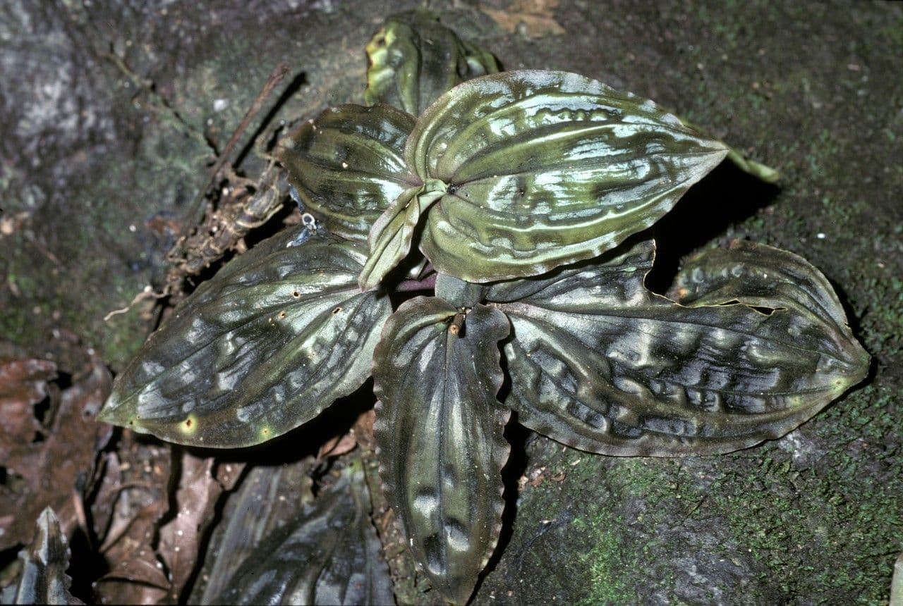Pilophyllum