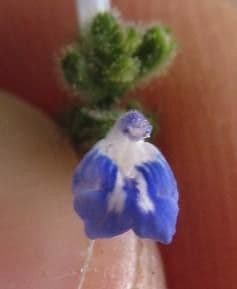 Salvia