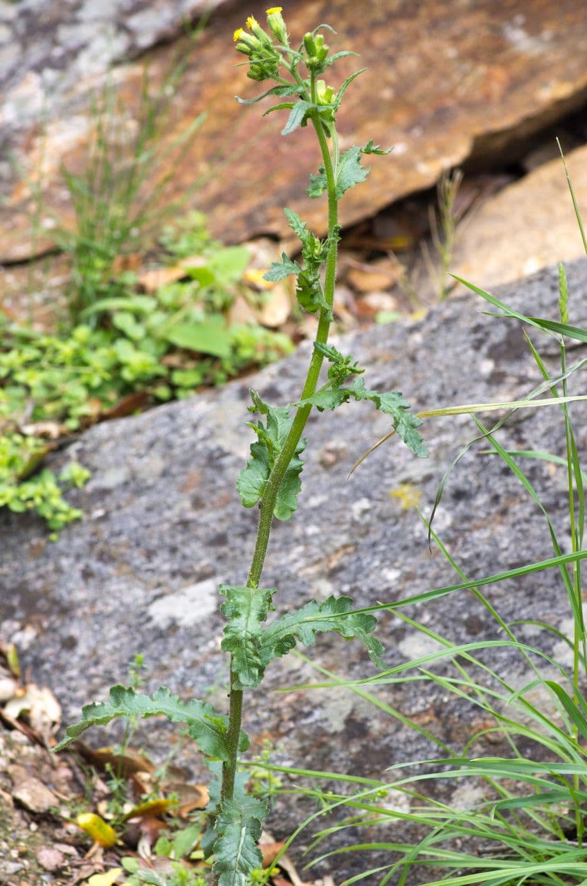 Senecio livido 6