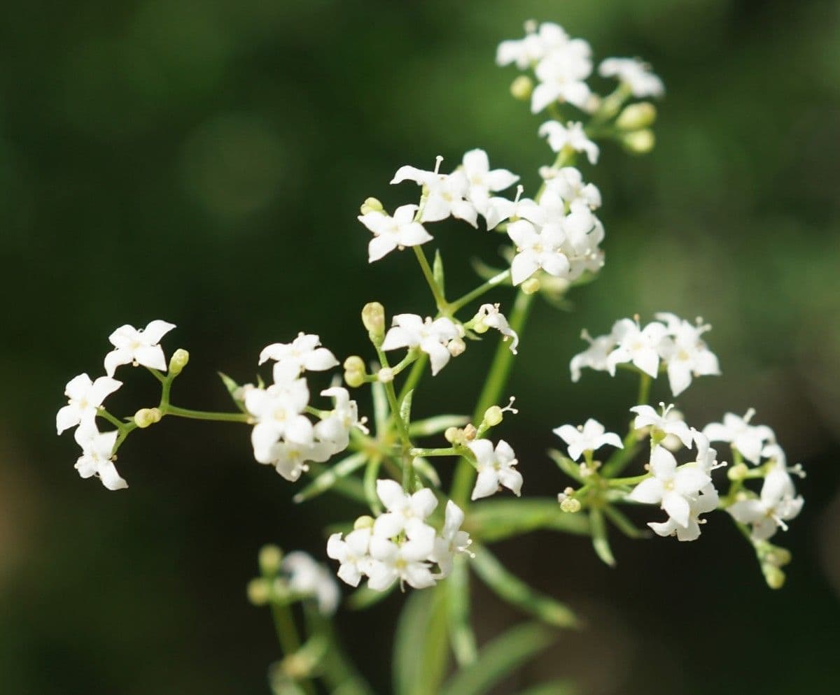 Rubiacea