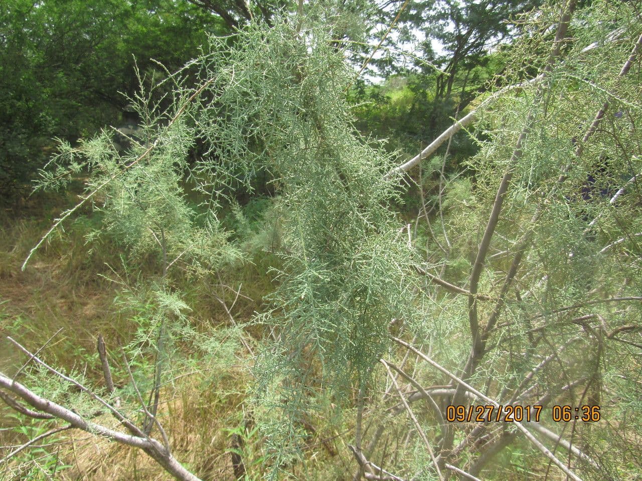 Tamariz 8