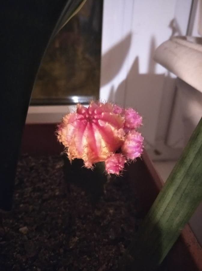 Cactus lunare 4