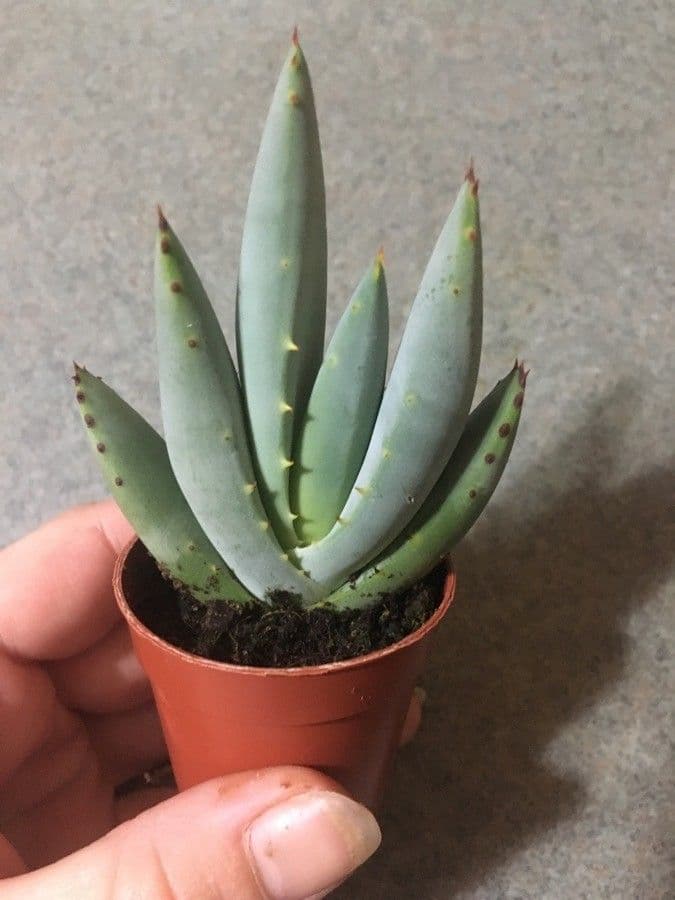 Aloe claviflora 3
