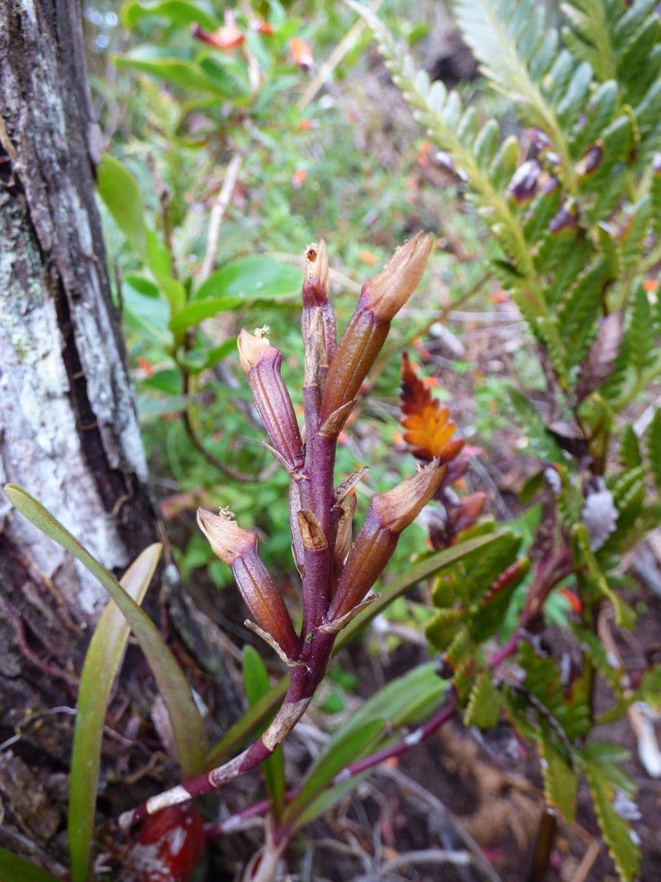 Bulbophyllum 3