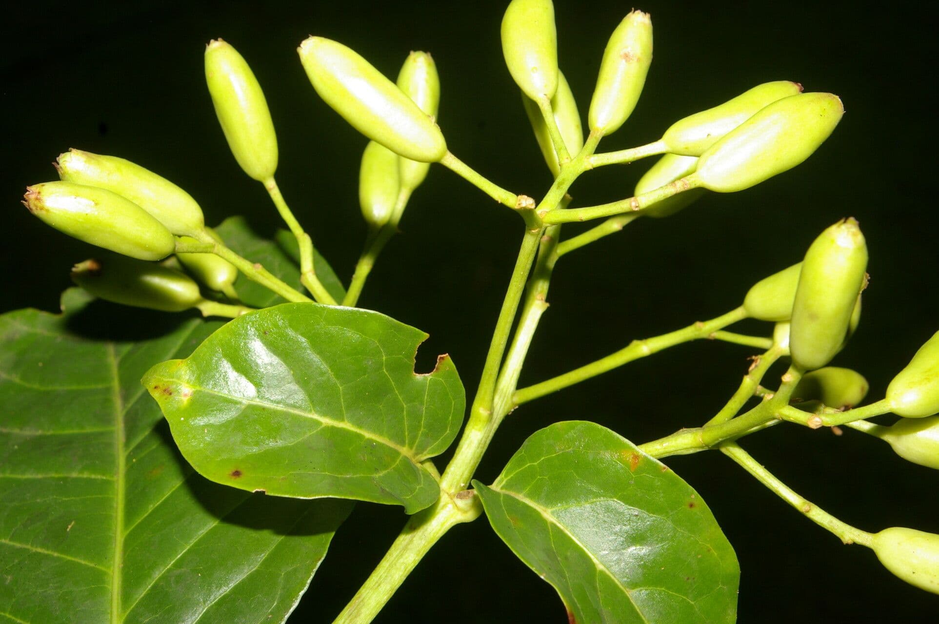 Chione venosa