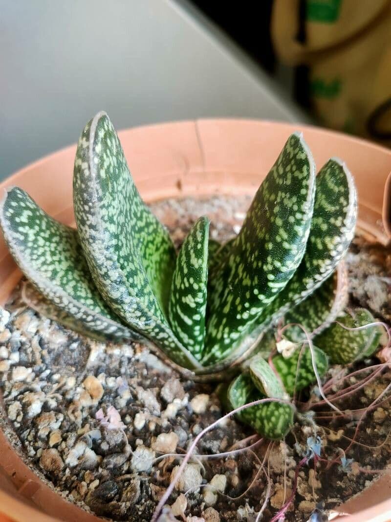 Gasteria 16