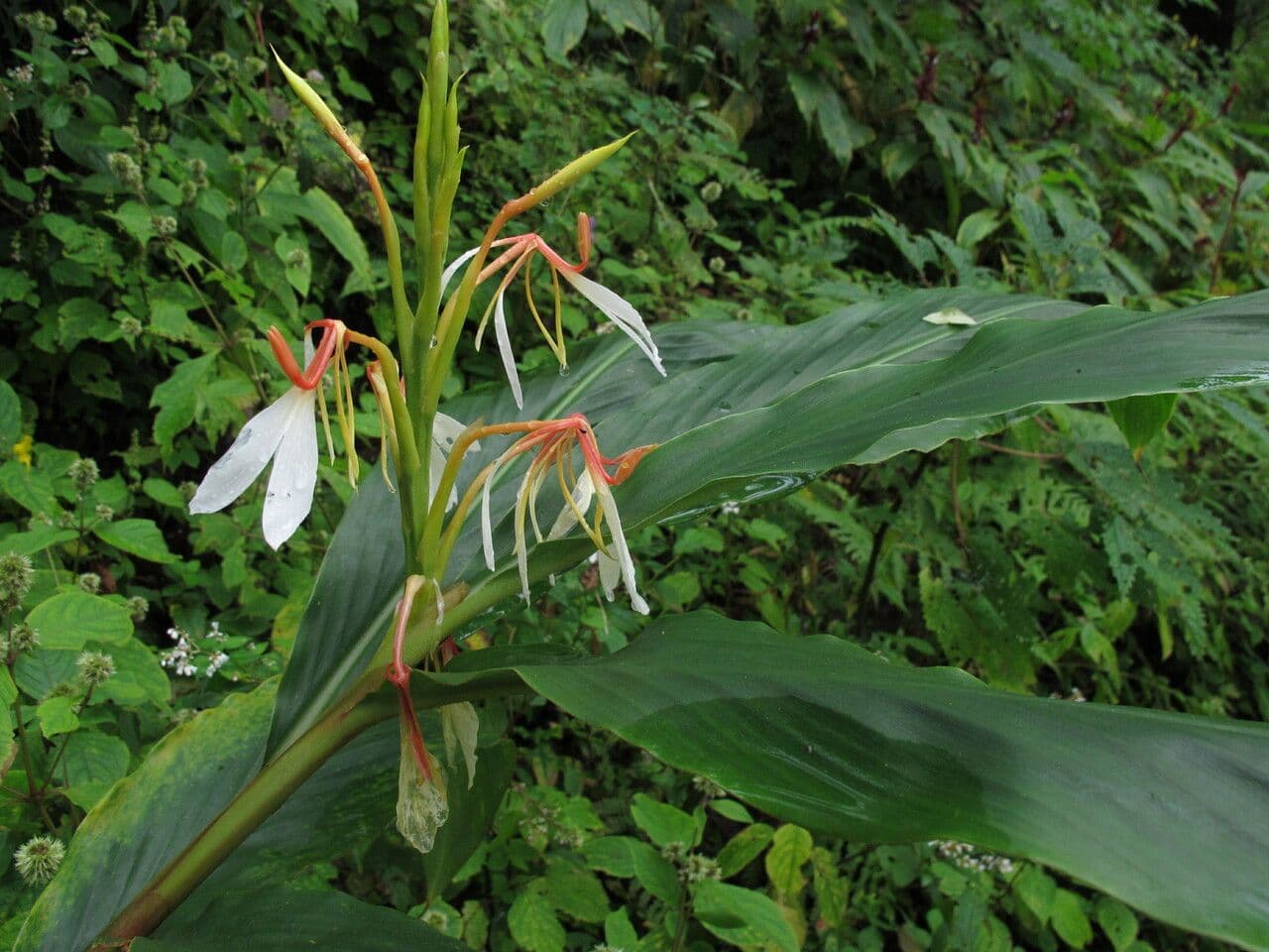 Hedychium 8