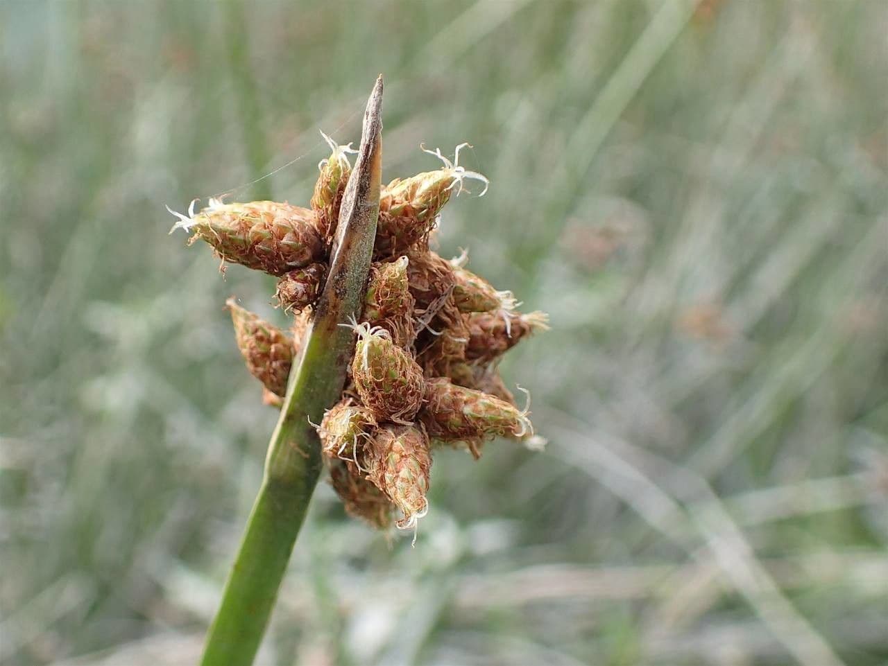 Schoenoplectus triqueter 3