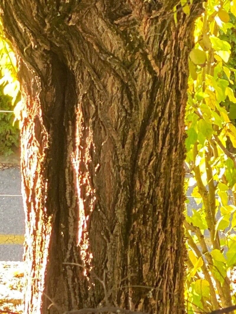 Robinia viscosa 21